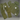 Legends Prevail - Nylon set 2026- Olive Green
